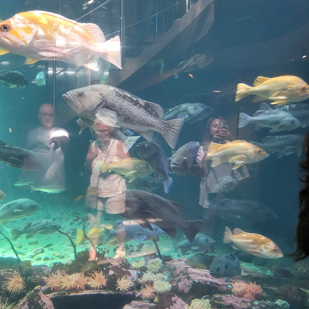 fish and people reflected in aquarium glass